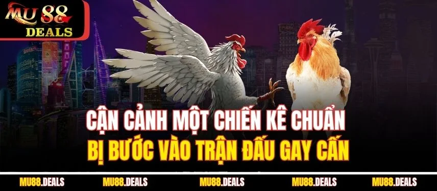 Đá Gà Cựa Dao – Môn Giải Trí Cá Cược Đầy Máu Lửa Tại Mu88 Cận cảnh một chiến kê chuẩn bị bước vào trận đấu gay cấn
