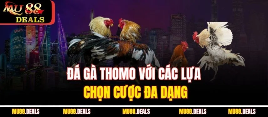 Đá Gà Thomo – Cuộc Đối Đầu Nảy Lửa Trên Đấu Trường Mu88 Đá gà Thomo với các lựa chọn cược đa dạng