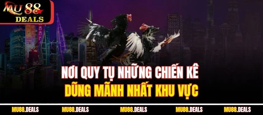 Đá Gà Thomo – Cuộc Đối Đầu Nảy Lửa Trên Đấu Trường Mu88 Nơi quy tụ những chiến kê dũng mãnh nhất khu vực