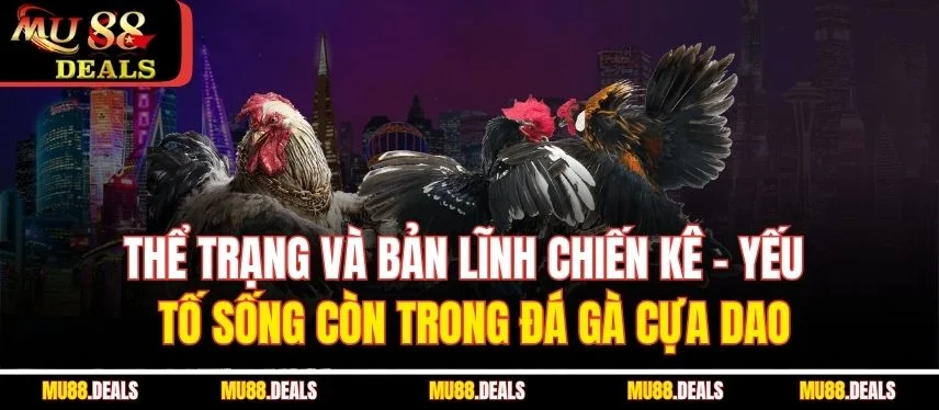 Đá Gà Cựa Dao – Môn Giải Trí Cá Cược Đầy Máu Lửa Tại Mu88 Thể trạng và bản lĩnh chiến kê – yếu tố sống còn trong đá gà cựa dao